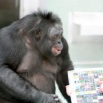 Genome of “Genius Ape” Kanzi has been Sequenced